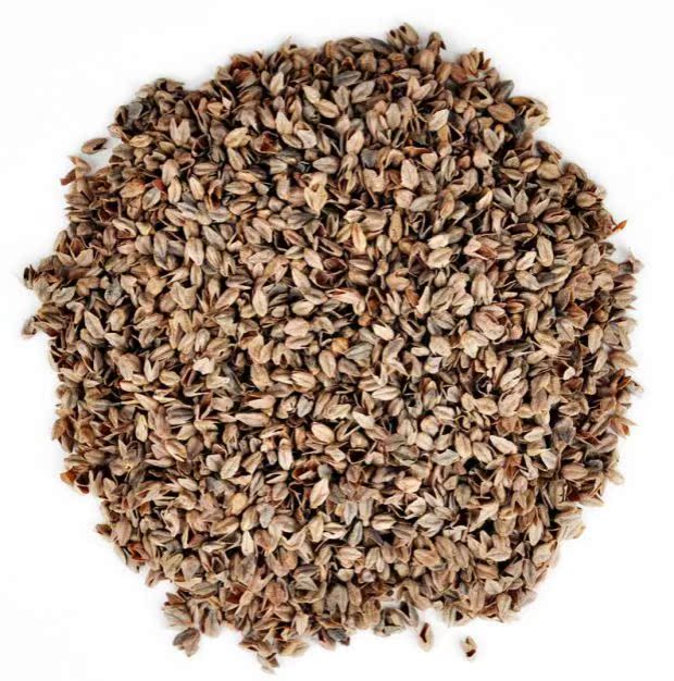 Vỏ ngao siêu vàng đắng số lượng lớn 5 kg 10 kg tải Nga nhập khẩu vỏ kiều mạch vỏ gối - Gối gối văn phòng