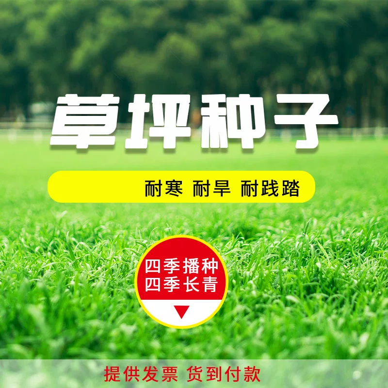 Gaofen grass seeds Four seasons Changqing дворTolerance and stepping on dog teeth roots, grass Bermuda, soil, grass seeds
