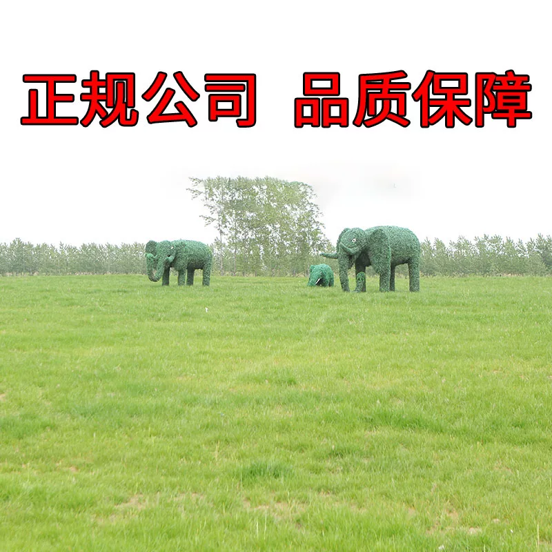 Gaofen grass seeds Four seasons Changqing дворTolerance and stepping on dog teeth roots, grass Bermuda, soil, grass seeds