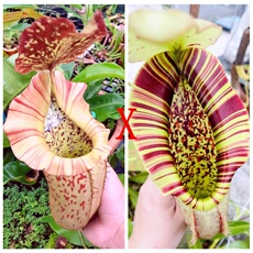 насекомоядное растение 维奇博士x诺斯猪笼草(veitchii x boschiana)x northiana食虫植物