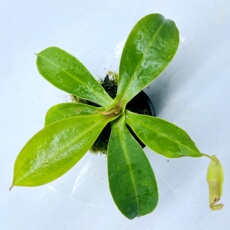 насекомоядное растение 维奇博士x诺斯猪笼草(veitchii x boschiana)x northiana食虫植物