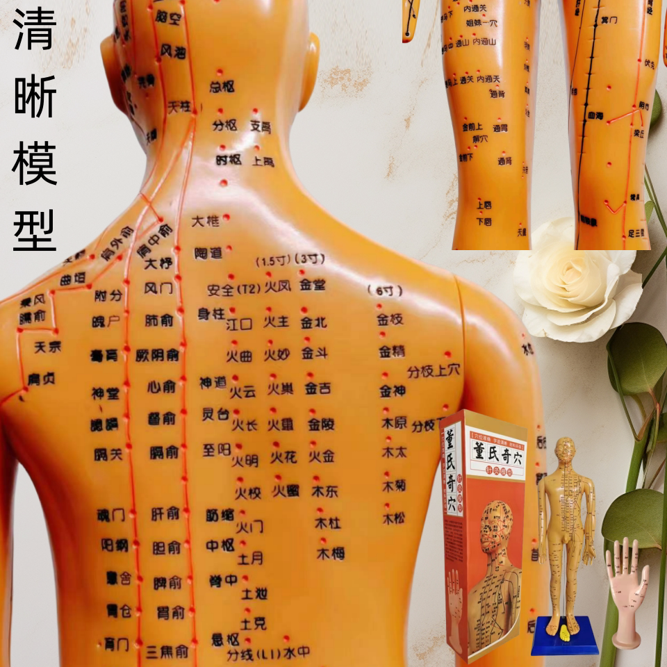 董全奇穴人体经络人位教学中医培训教学全身练小铜人董氏穴位模型