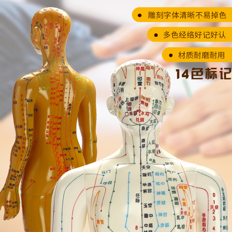 彩色人体经络模型14色带数字针灸推拿穴位图中医教学全身小铜皮人