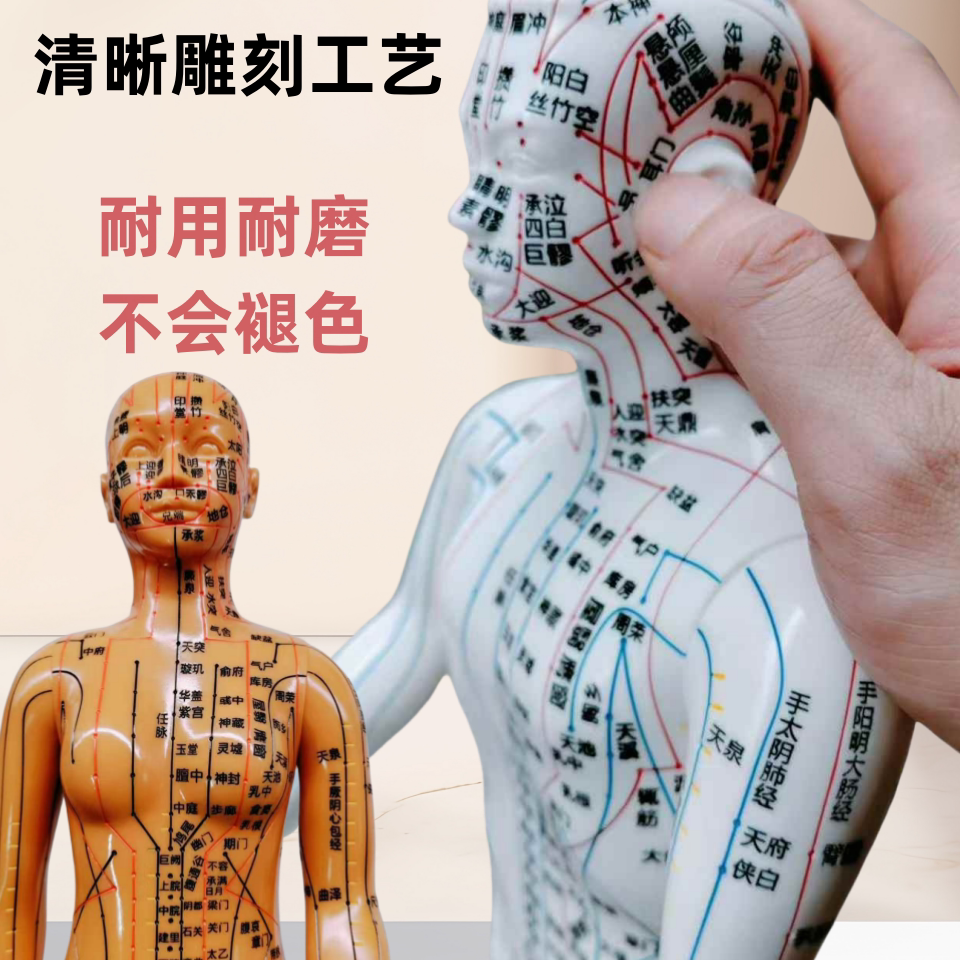 人体穴位图男女高清刻字中医家用模具中医针灸穴位人经络小皮人