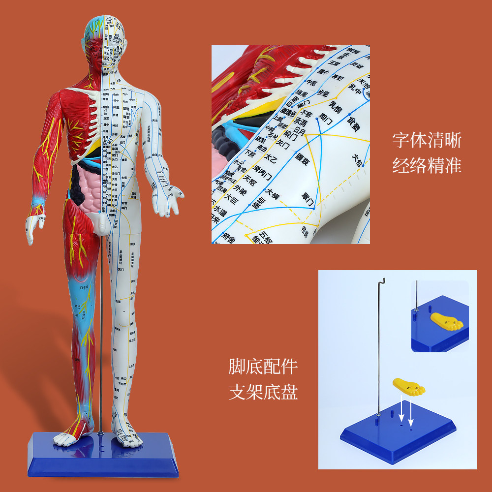 半皮半肌肉人体模型中医针灸人高清刻字人体穴位按摩教学解剖模型