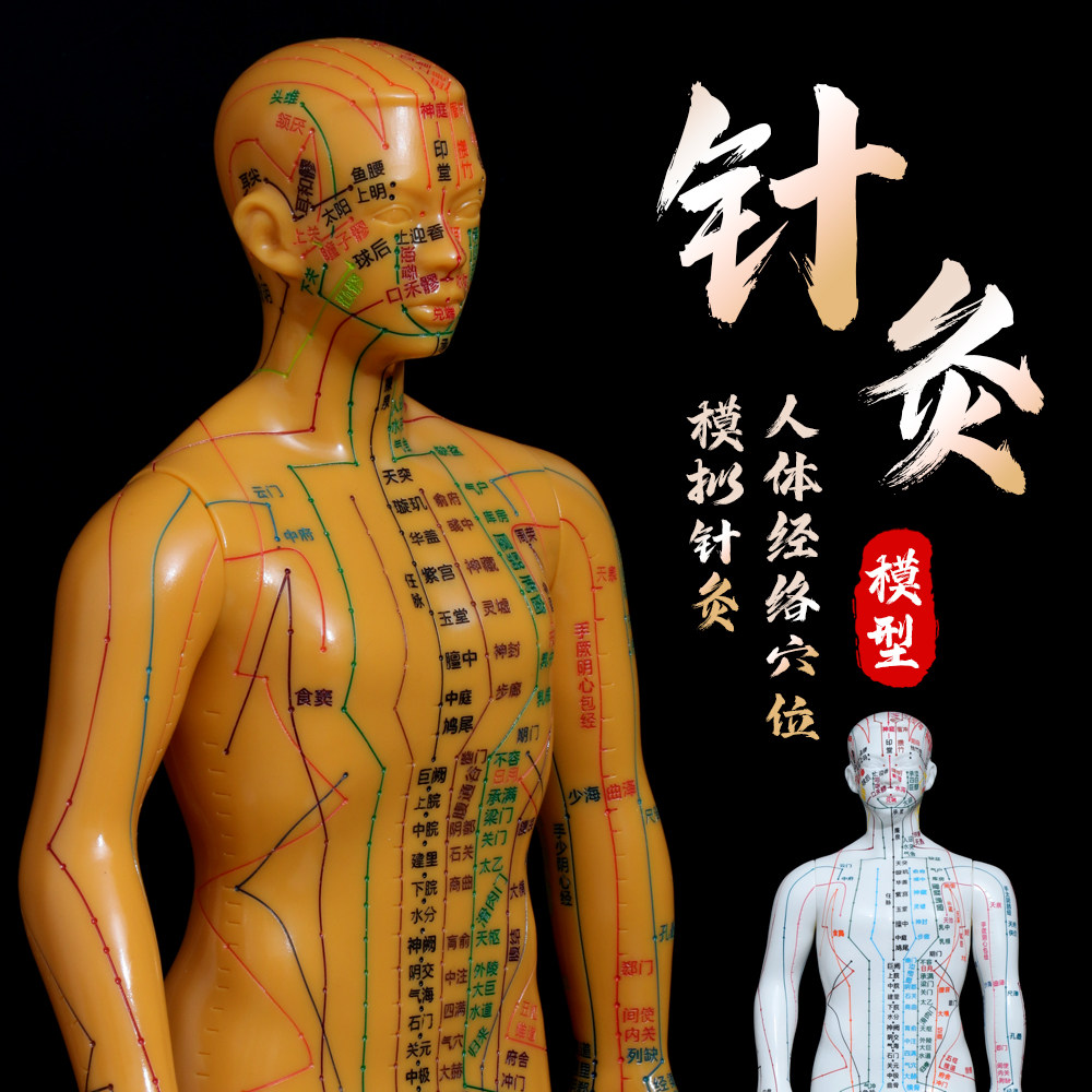 针灸入门找穴位人体经络穴位模型中医针灸穴位模型经络小铜人清晰
