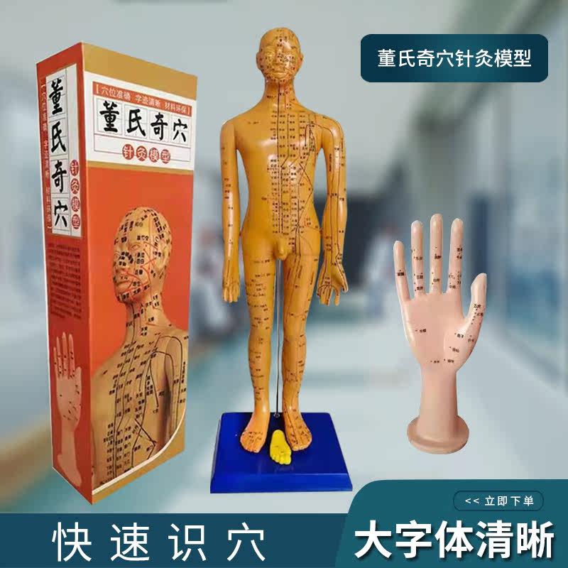 董氏奇穴模型董氏针灸人体模型董氏模型人体经络穴位董氏手部穴位