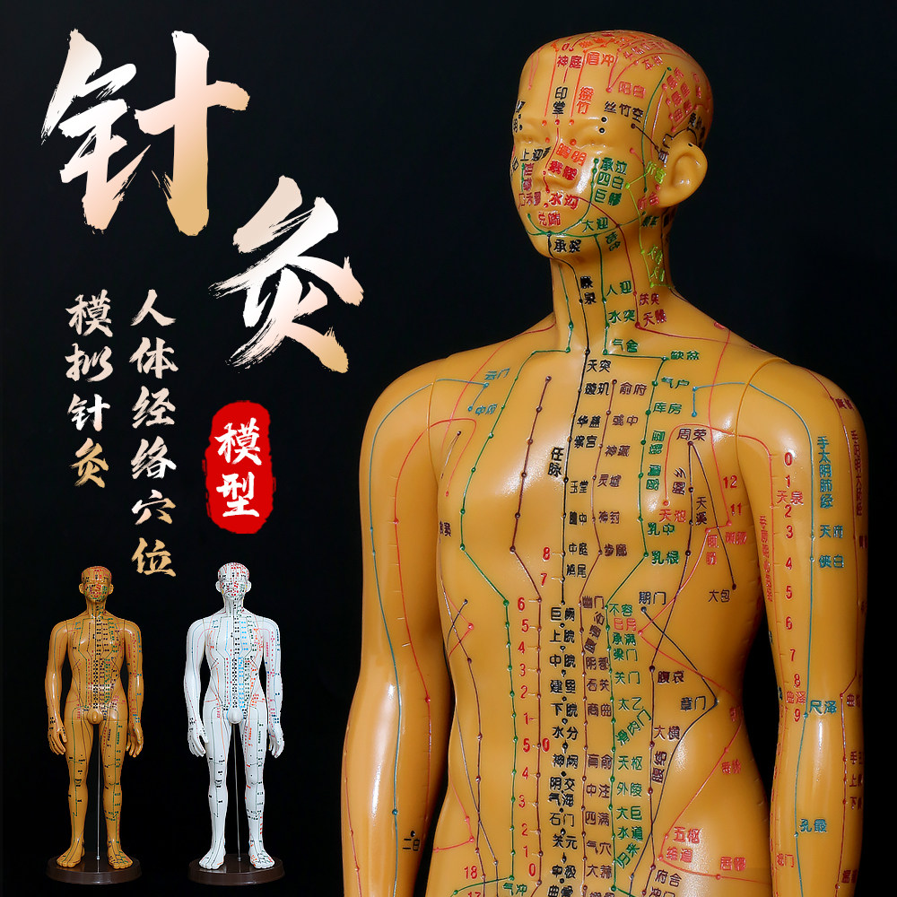 【14色彩色字体彩色经络】人体经络穴位模型中医针灸人模男女皮人