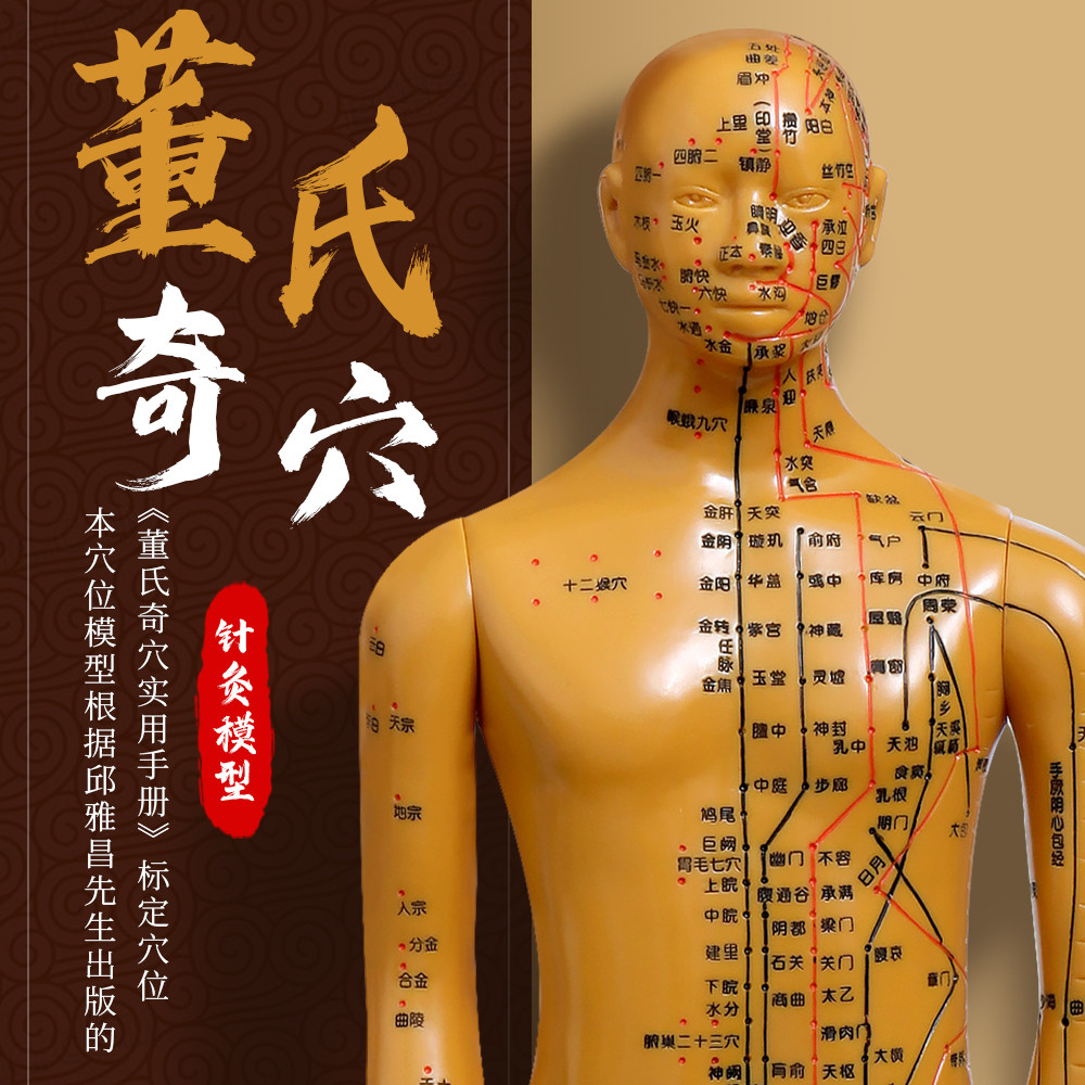 高清大字体董氏奇穴针灸模型人体经络穴位清晰刻字董氏奇穴模型人