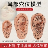 Массаж ушей, модель акупунктуры модели уха