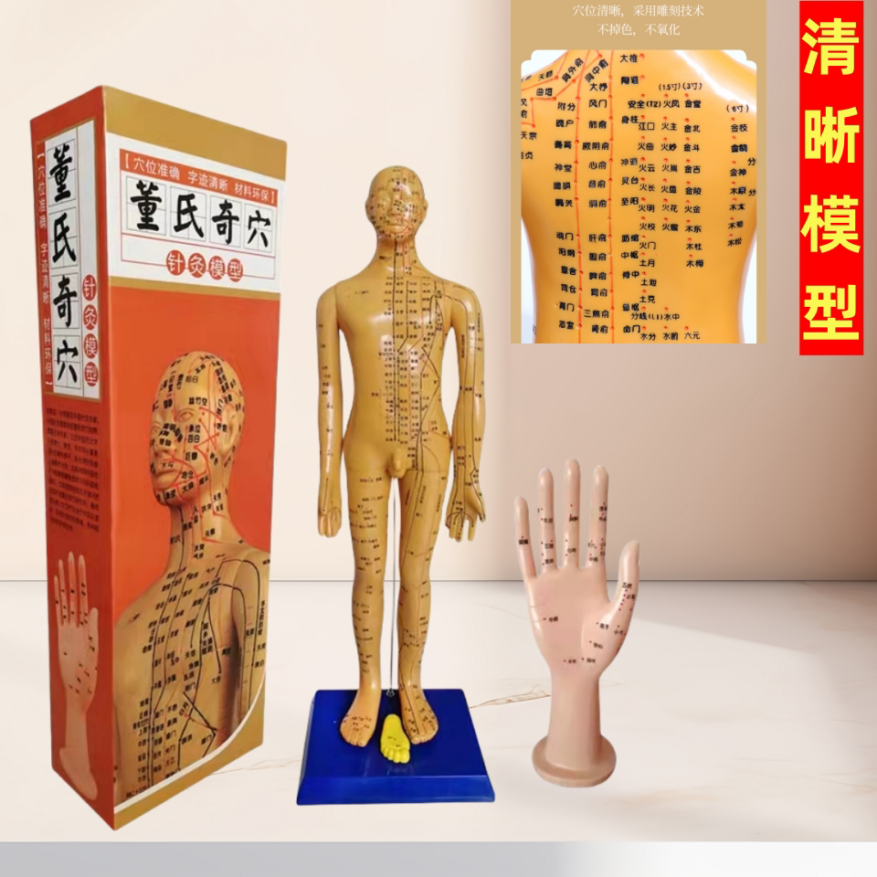 中医穴位董氏奇穴针灸模型人体经络穴位模型全身董氏穴位人体模型