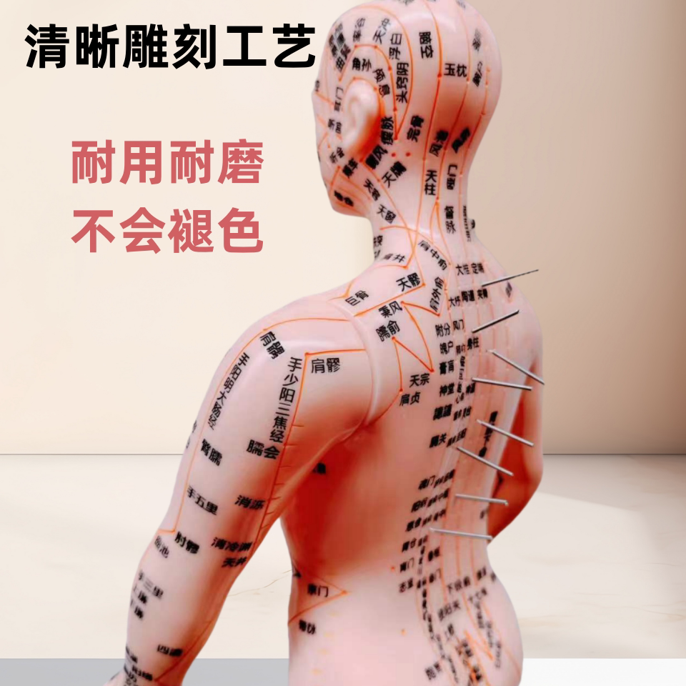 新品首发全身男女十二经络人中医针灸穴位仿真模型人体穴位图模型