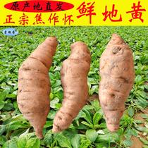 Fresh raw rehmannia glutinosa Jiaozuo Henan 5 pounds of authentic rehmannia glutinosa 15 pounds of origin discovered directly from the source