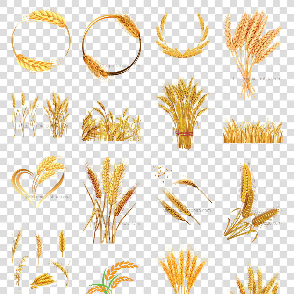 麦穗图片素材PNG免抠素材PNG格式麦穗丰收麦子, image size:1024x1024