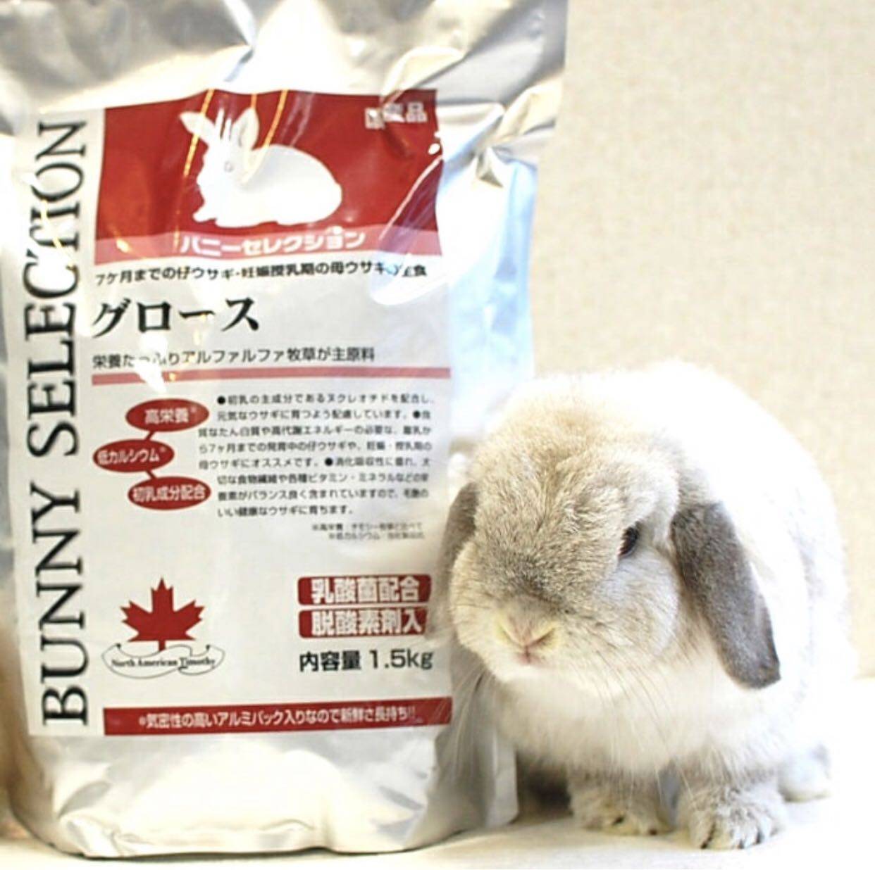 Japan original silver steel rabbit food below 7 months of age rabbit pregnant rabbit lactation period high protein 1.5kg 23 October
