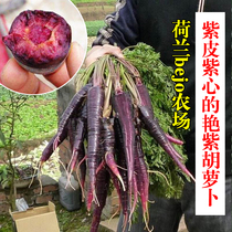 Purple Black Carrot Seed Organic Vegetable Seed Fruit Turnip Imported Radish Seed Autumn winter sowing high yield