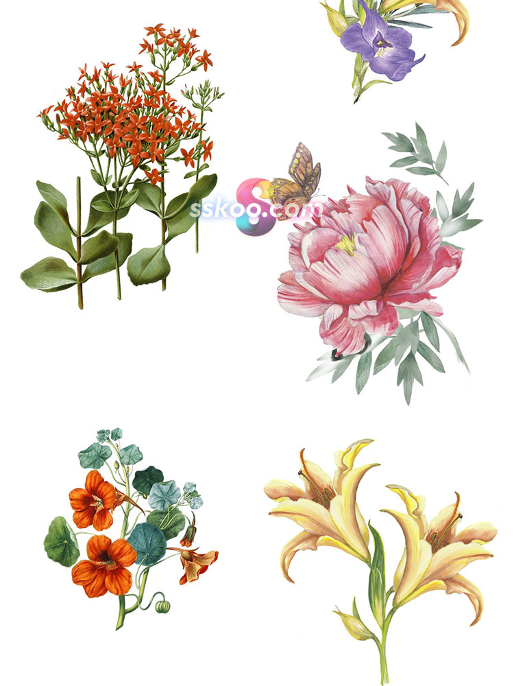 玫瑰兰花牡丹百合鲜花花朵花卉手绘水彩剪贴画插画PNG设计PSD素材插图19