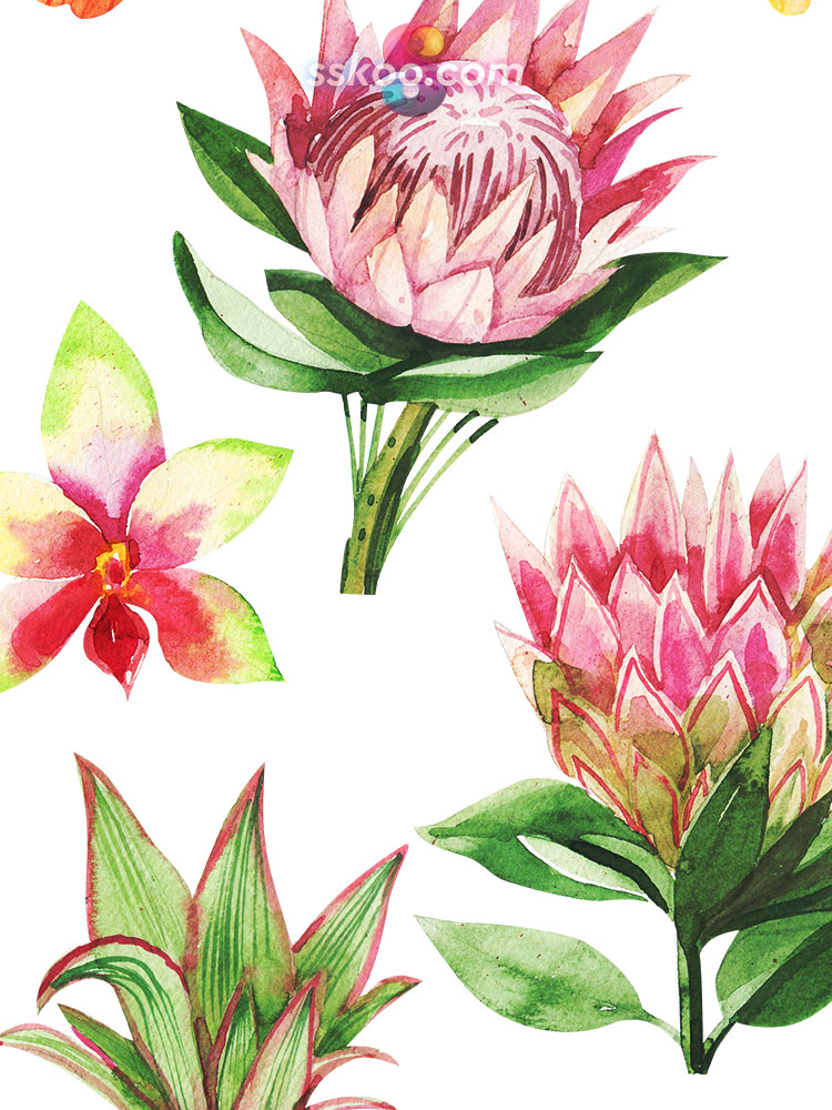 热带多肉植物树叶绿叶花朵花卉手绘水彩剪贴插画插图PNG免扣素材插图14
