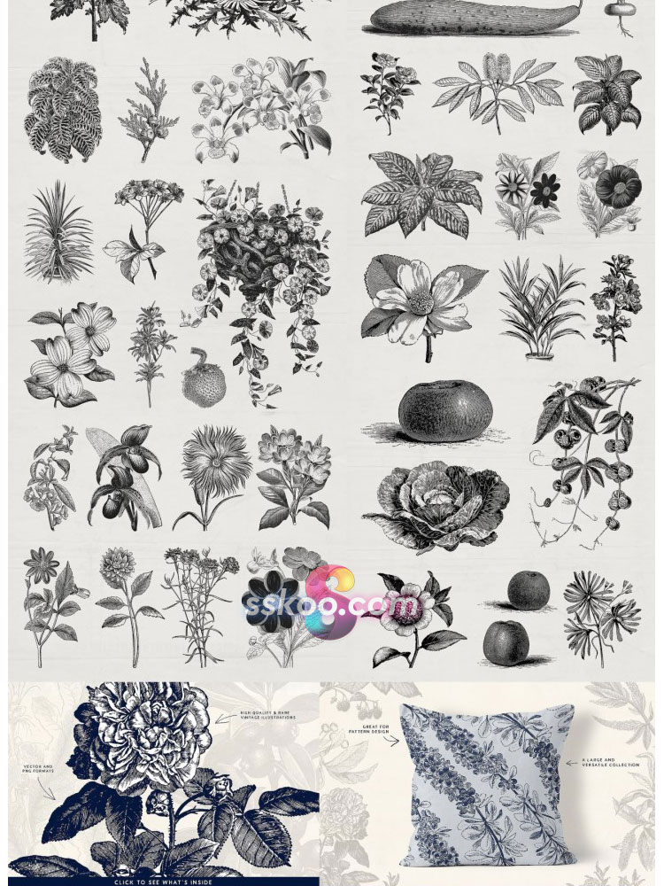 复古植物花卉手绘剪贴画插画插图PNG免扣AI矢量背景透明设计素材插图5