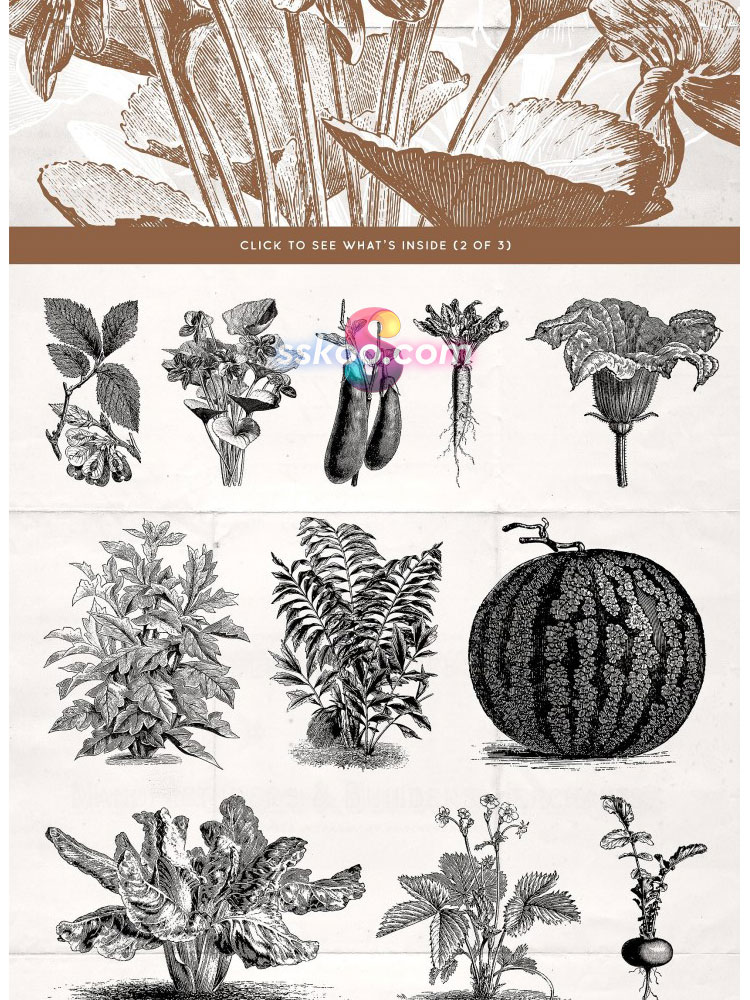 复古植物花卉手绘剪贴画插画插图PNG免扣AI矢量背景透明设计素材插图20