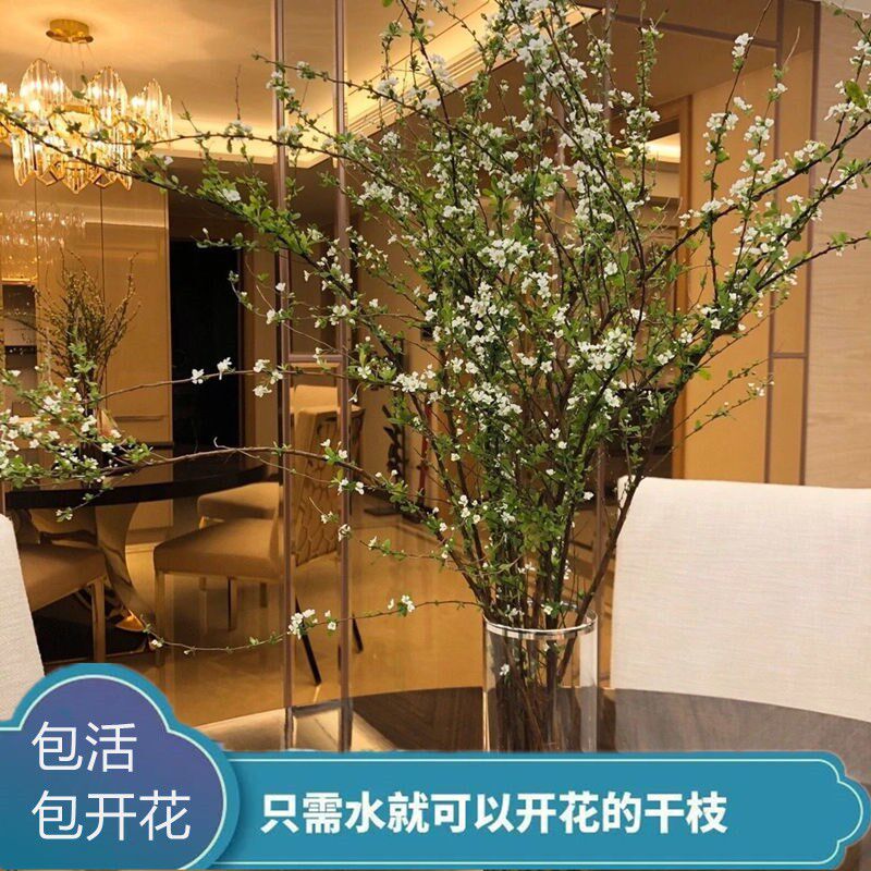 Snow Willow dry tree branches bloom in flowers to feed winter flowers and flowers flowers in spring flowers and flowers in spring flowers and flowers