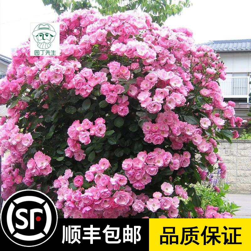 園丁先生月季園天使安吉拉藤本多花月季花期多花薔薇苗四季花園 園丁先生月季園天使安吉拉藤本多花月季花期多花薔薇苗四季花園