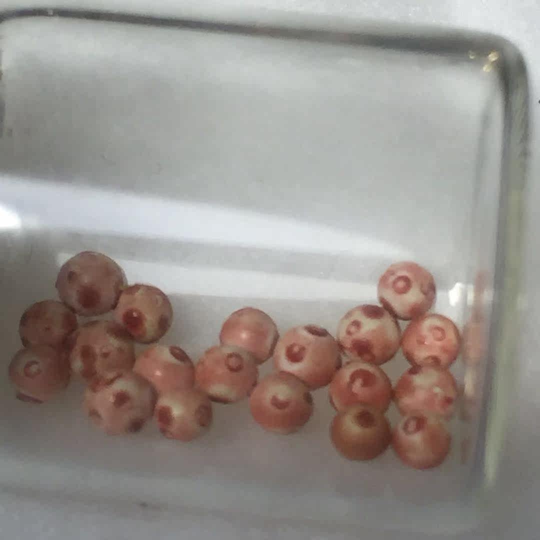 Sakya's red G sturdy for the Schleitäugäu box