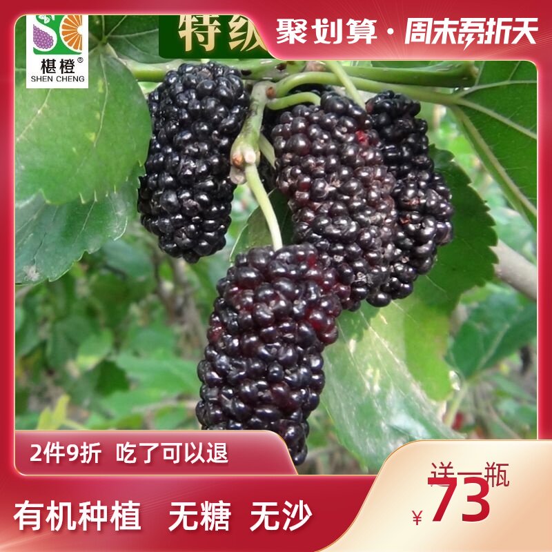 MULBERRY dried BLACK MULBERRY premium sugar-free large particles ready-to-eat, leave-in, soak water and drink sand-free natural pregnant women 500G MULBERRY