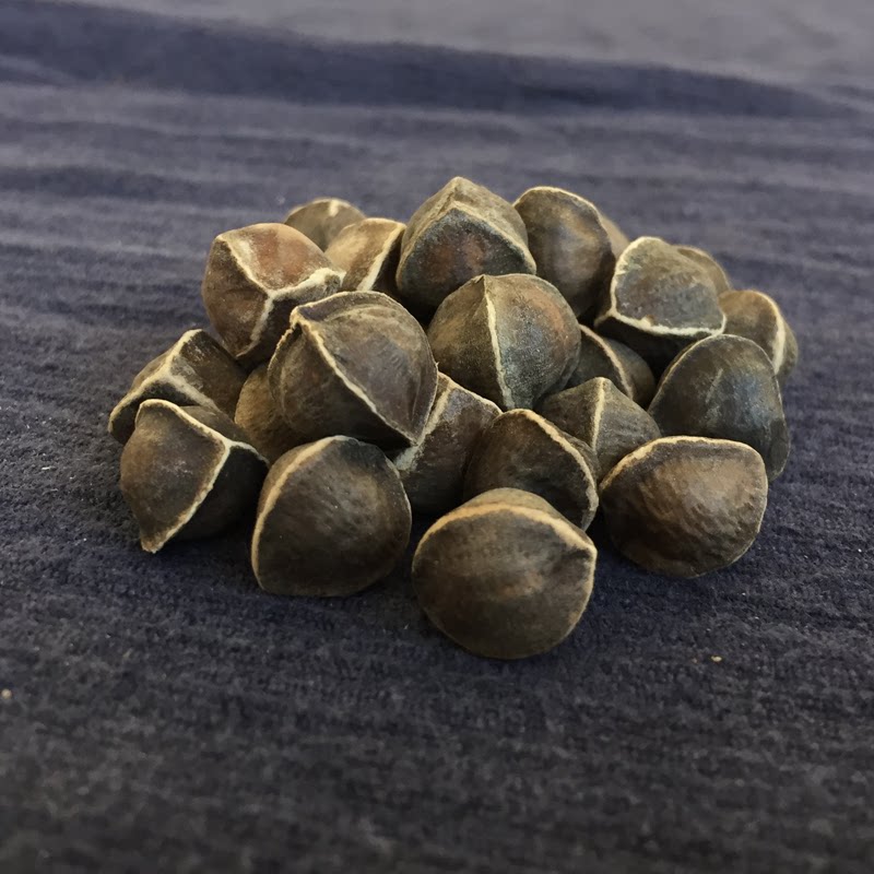 Authentic Moringa seeds India imported natural super pure wild Moringa seeds edible efficacy