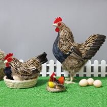 Shelf Decoration With Chicken Cohorts Handicraft Supermarket Eggs Decoration Props Farmhouse Le Standing Hens Horticultural Cloth View