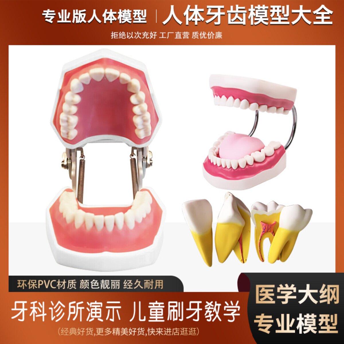 口腔模型牙齿模型幼儿园教具儿童刷牙玩具牙齿牙科模型假牙模型