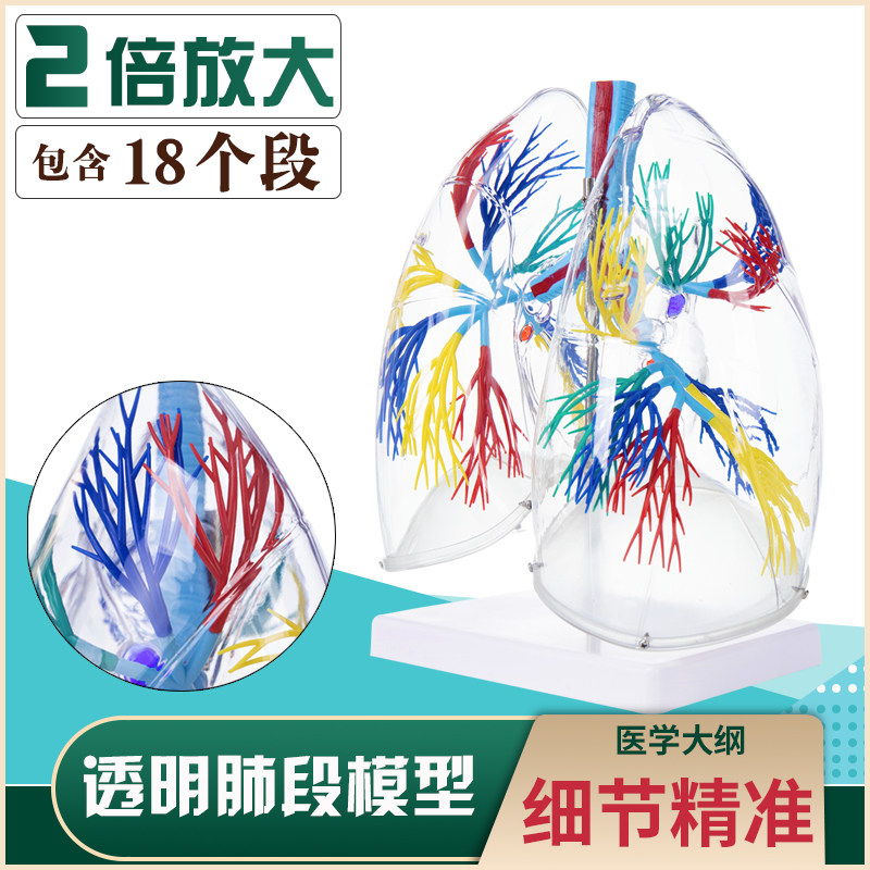 人体器官肺部模型透明肺段模型肺解支气管树胸外科呼吸科教学模型