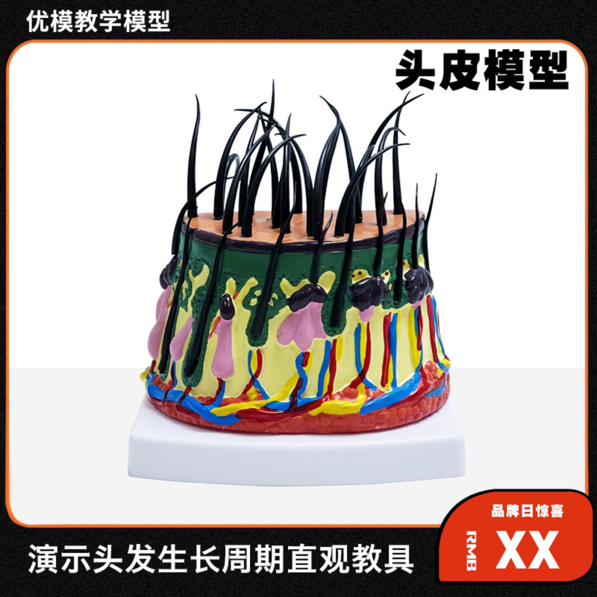 头发生长模型头皮下组织结构放大模型毛囊发根脱发演示教学模型