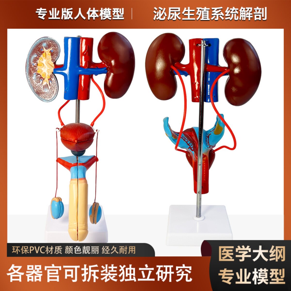 男女性泌尿系统解剖模型生殖器官结构解剖人体肾脏模型可拆装教学