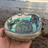 Творческая домашняя раковина, мексиканский голубой голубой ракушка жареные шалфуд -контейнер, украшение на рекрутинге офисного набора