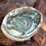 Творческая домашняя раковина, мексиканский голубой голубой ракушка жареные шалфуд -контейнер, украшение на рекрутинге офисного набора