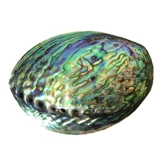 Abalone Shell Большая раковина, творческие домашние украшения, рыболовный аквариум шалфей, аквариум, аквариум