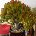 Старая куча сочных цветов lucky tree, бутик lucky tree, офис lucky tree, балкон в горшках, мясистые цветы и растения, внутренний двор lucky tree mini 2