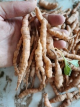 Henan wild wild rehmannia root and marrow Chinese medicinal material Rehmannia glutinosa yinzi juice extracted from the wild 500 grams fresh
