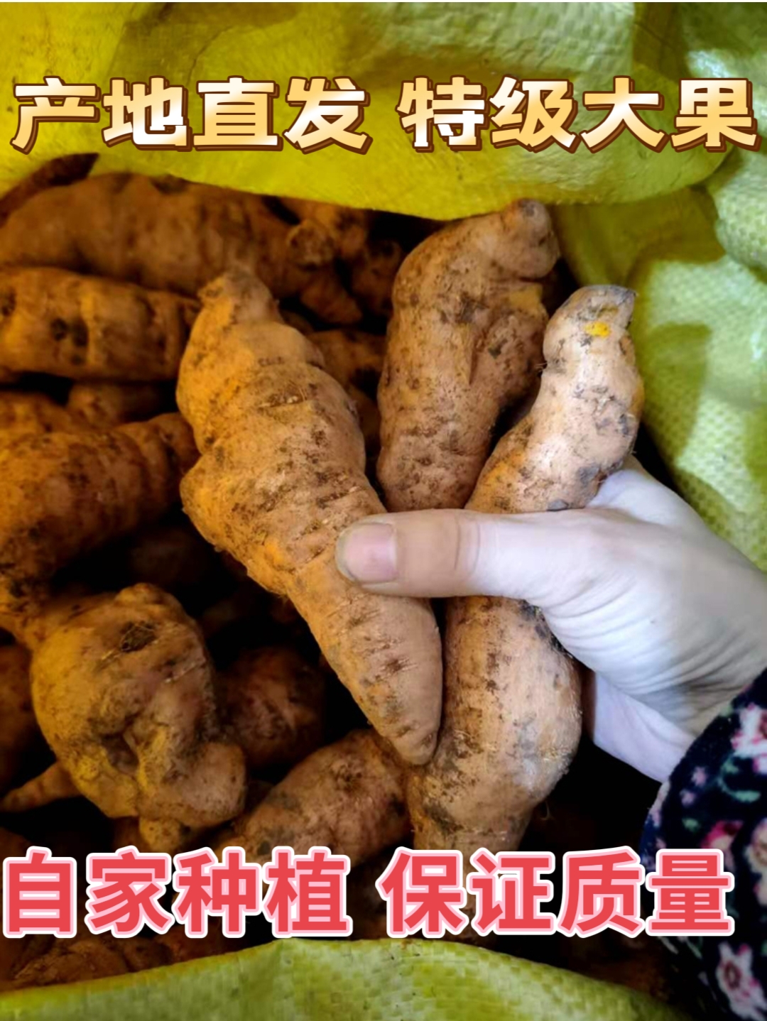 Fresh Habitat A Catty of 5 Jiao for Pregnant Glutinous digitalis Fresh Pulp Glutinous digitalis Fresh Glutinous digitalis with a catty load-Taobao