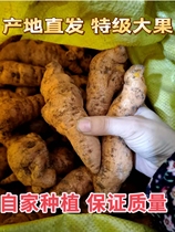 No more than 5 pieces of fresh rehmannia glutinosa per kilogram Jiaozuo Huai Dihuang fresh rehmannia glutinosa fresh rehmannia glutinosa fresh rehmannia glutinosa drink per kilogram