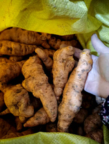 Fresh Rehmannia glutinosa picks large fruits no more than 7 per catty freshly harvested from Jiaozuo origin freshly dug and grown packed in one catty