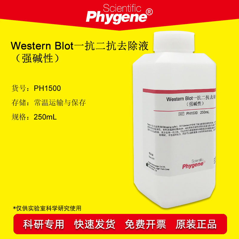 Western一抗二抗去除液(强碱性) 250mL 科研实验 PH1500 PHYGENE