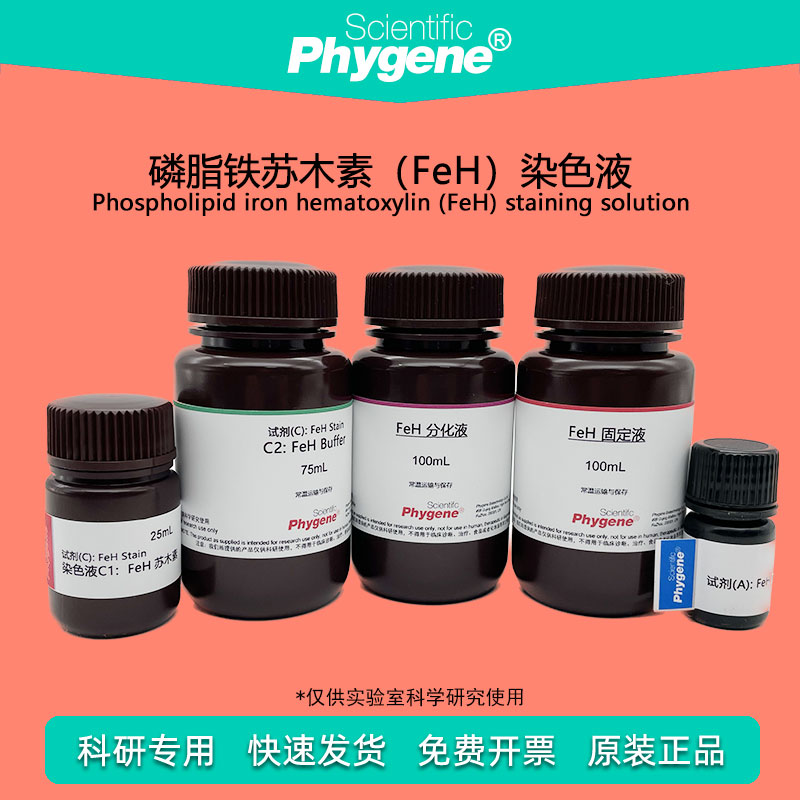 磷脂铁苏木素染色液 (FeH) 3&times;100mL 科研实验 [PH1217 PHYGENE]