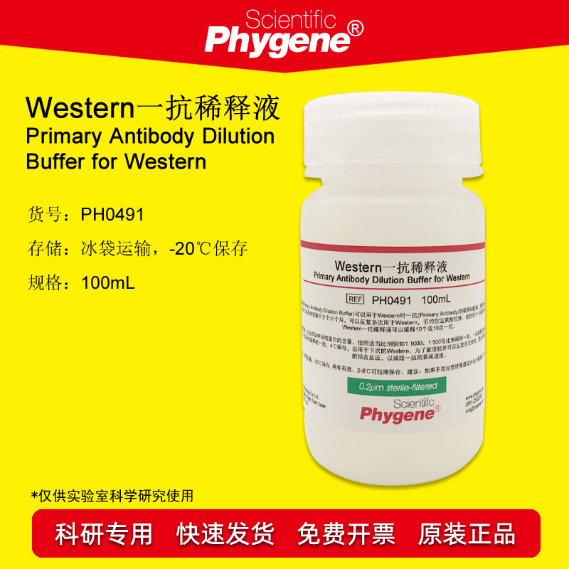 Western一抗稀释液 实验专用 100mL [PH0491 PHYGENE]