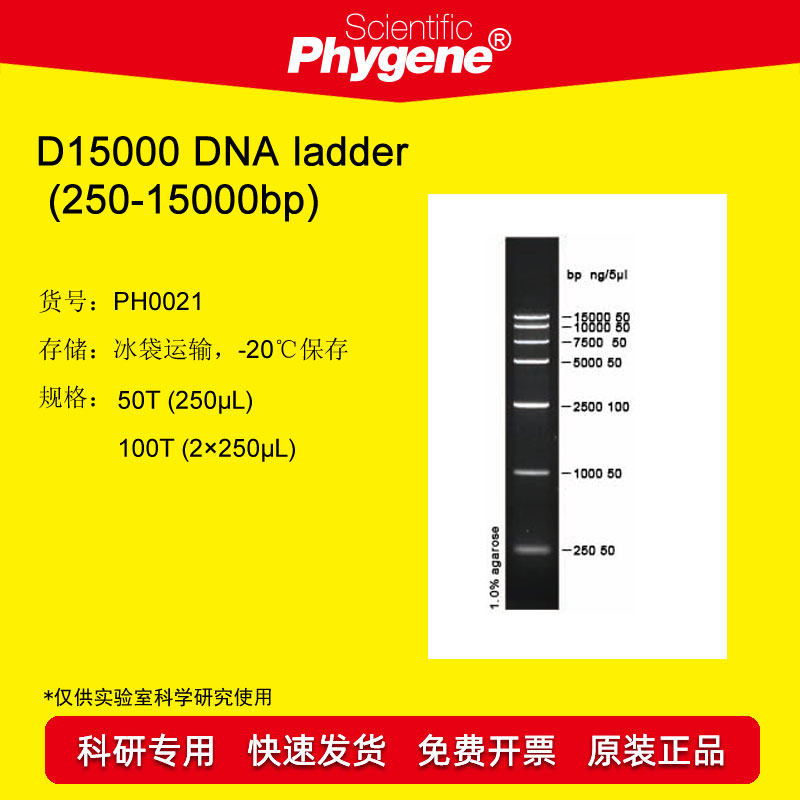 DNA Marker DNA ladder (250-15000bp) 100T [PH0021 PHYGENE]