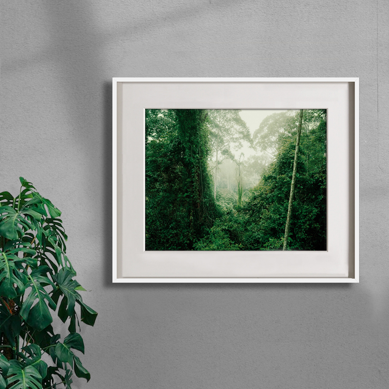 Olaf Otto Becker Color Film Photography Works Forest Scenery Living Room Dining Room High-End Decorative Paintings