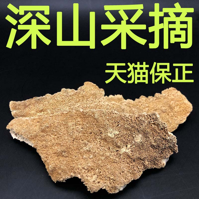 (Tmall Baozheng)Wild white sac rake tooth bacteria Changbaishan deep mountain growth white rake tooth bacteria dry products 100 grams