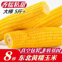 Northeast yellow glutinous corn cob 8 large sticks vacuum packaging without non-GMO low-fat meal replacement Sweet glutinous corn rice