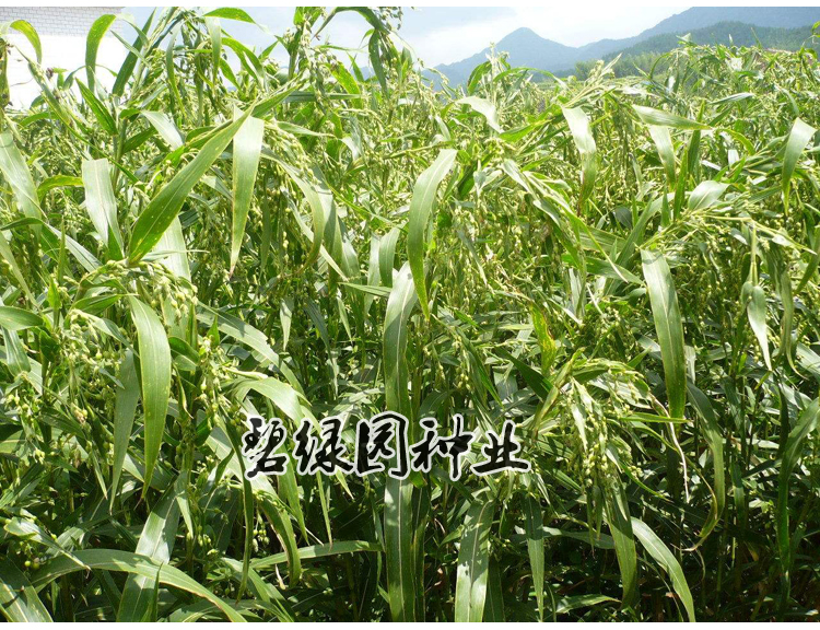 Số lượng lớn hạt cỏ Hạt giống cỏ linh lăng hoang dã hạt chia rèm cửa hạt Chuỗi hạt lỏng lẻo Vòng tay - Vòng đeo tay Clasp ngọc hồng lựu